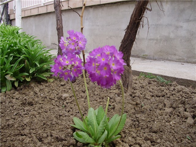cvijeće